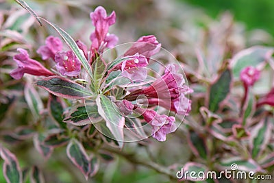 Old-fashioned Weigela florida Monet with pink flowers and variegated leaves Stock Photo